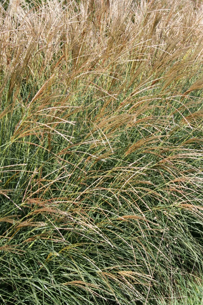 Miscanthus sinensis 'Yakushima Dwarf' (Halbhohes Chinaschilf)