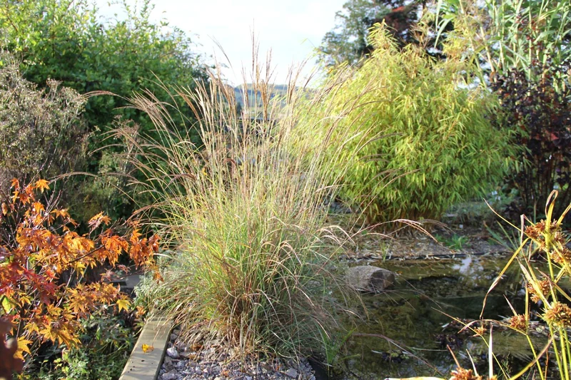 Miscanthus sinensis 'Yakushima Dwarf' (Halbhohes Chinaschilf)