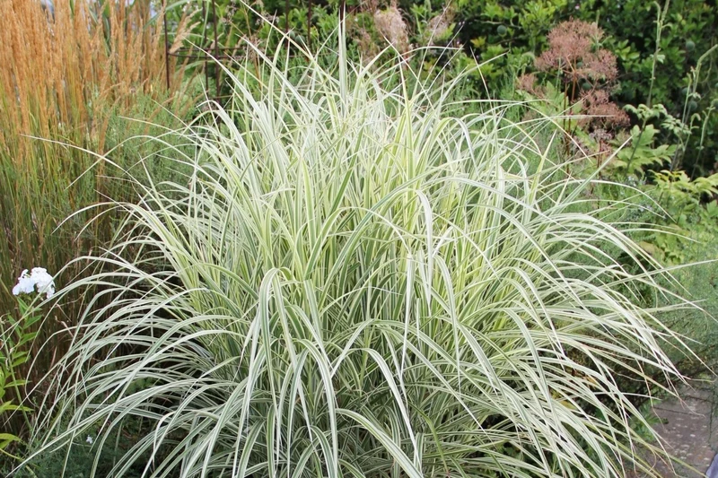 Miscanthus sinensis 'Variegatus' (Chinaschilf)