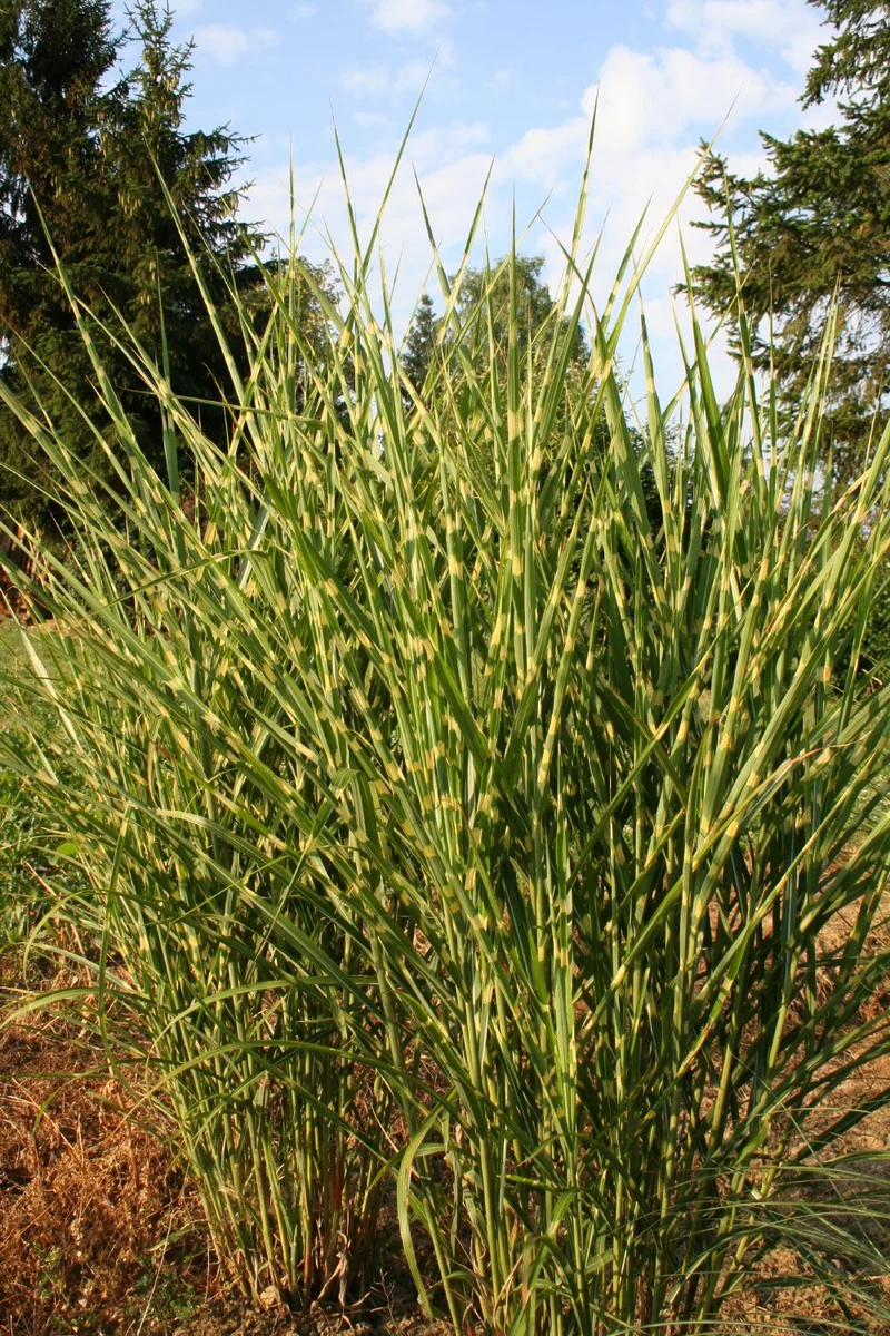 Miscanthus sinensis 'Strictus' (Zebraschilf)