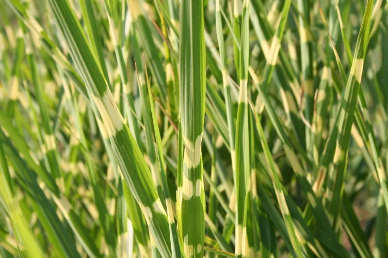 Miscanthus sinensis 'Strictus' (Zebraschilf)