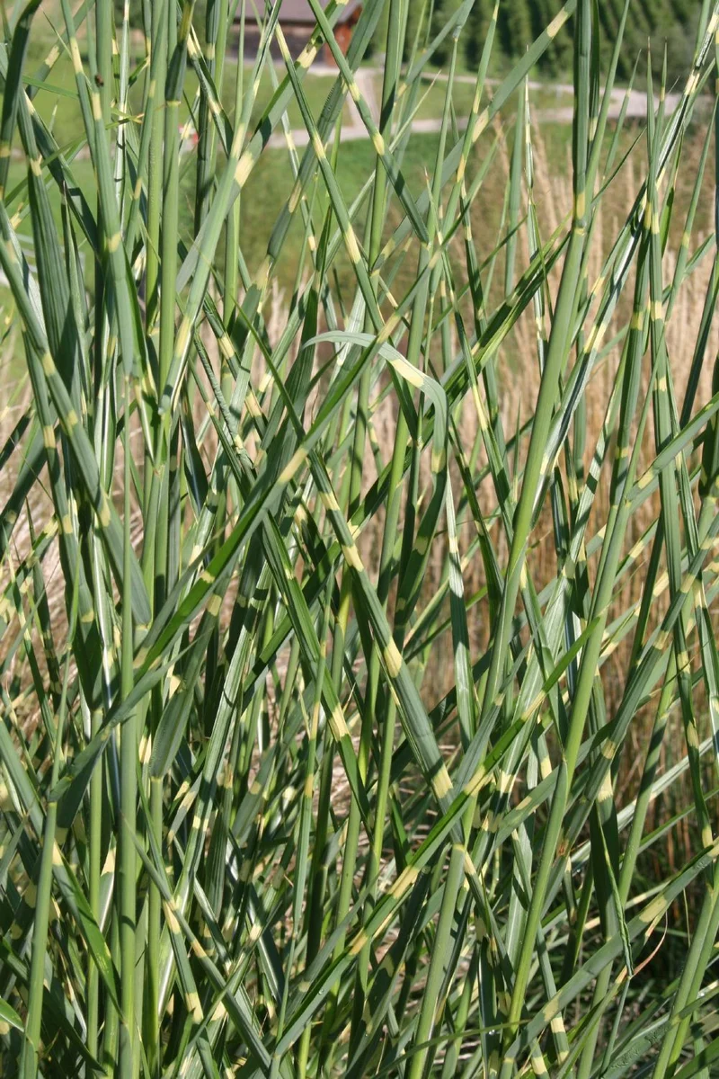 Miscanthus sinensis 'Strictus' (Zebraschilf)