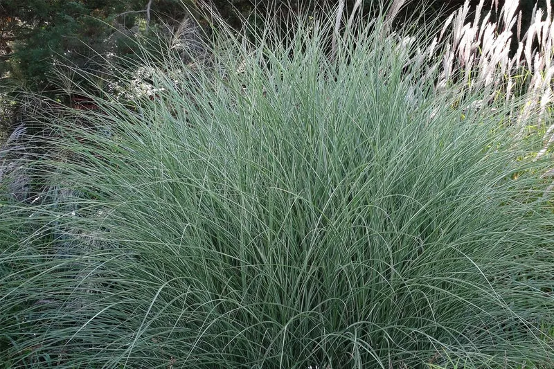 Miscanthus sinensis 'Morning Light' (Chinaschilf)