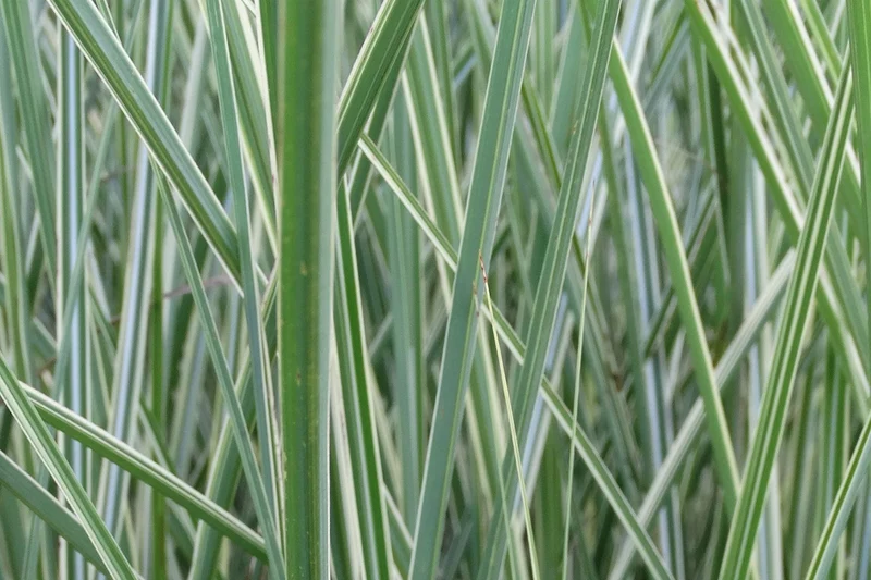 Miscanthus sinensis 'Morning Light' (Chinaschilf)