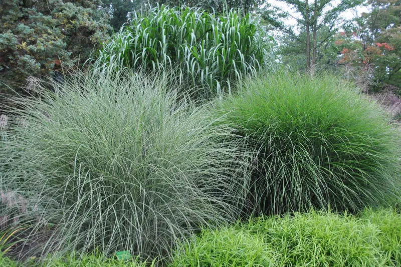 Miscanthus sinensis 'Morning Light' (Chinaschilf)