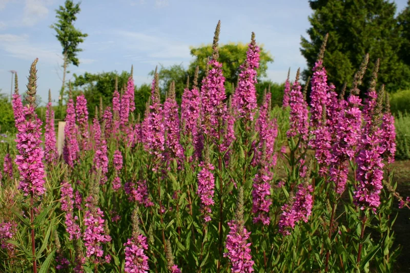 Lythrum salicaria (Blut-Weiderich)