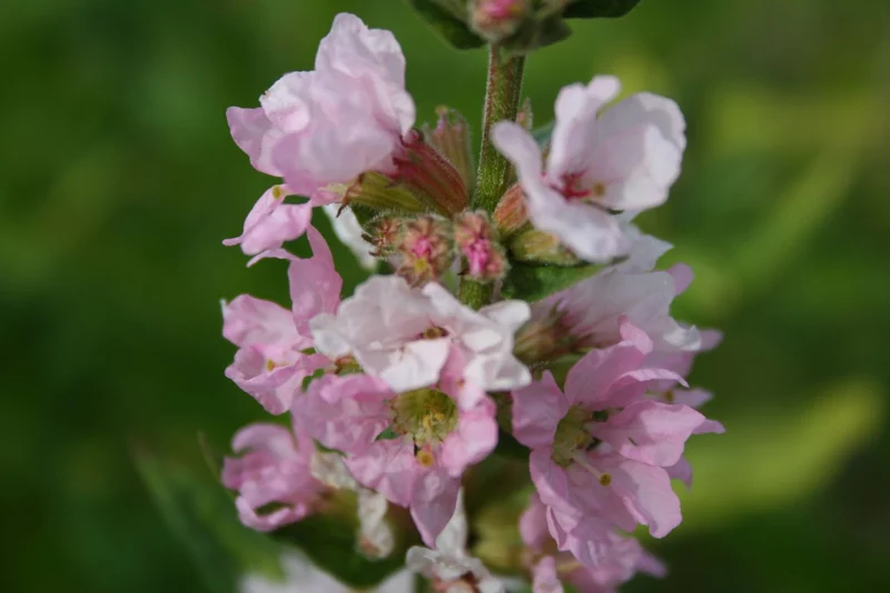 Lythrum salicaria 'Blush' (Blut-Weiderich)