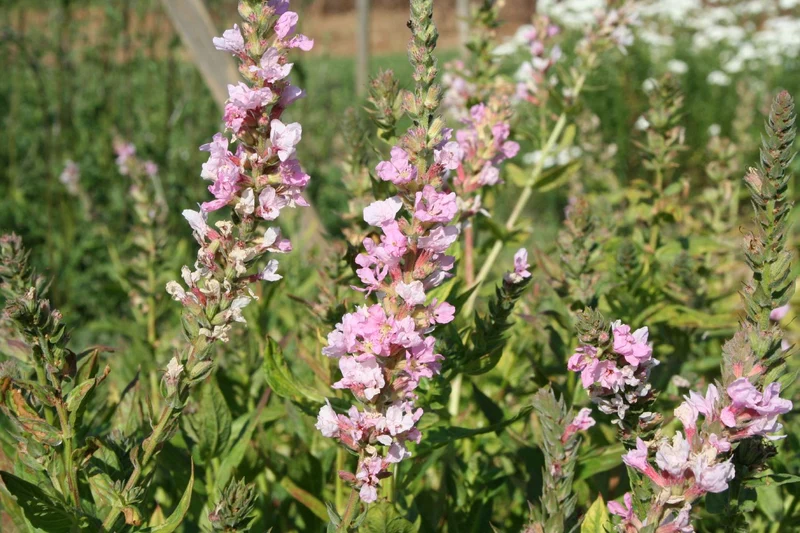 Lythrum salicaria 'Blush' (Blut-Weiderich)