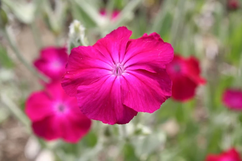 Lychnis coronaria (Vexiernelke)