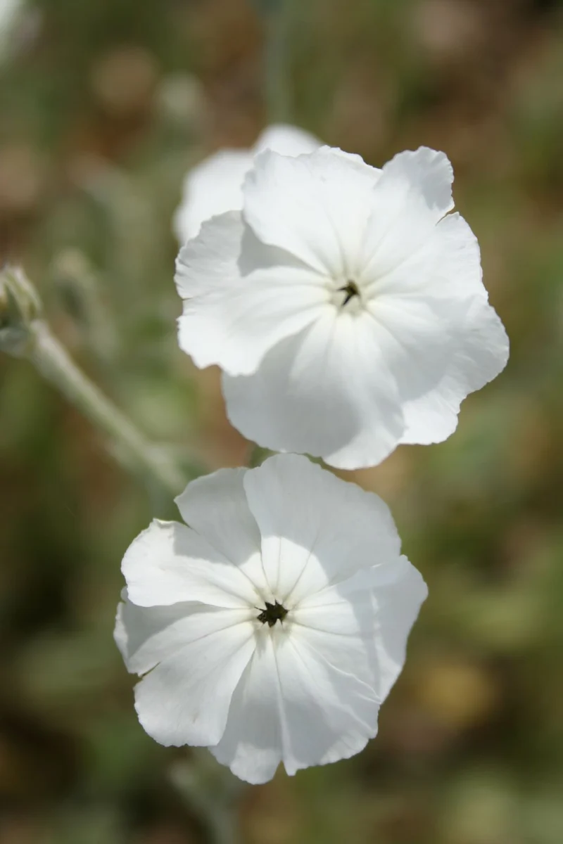 Lychnis coronaria 'Alba' (Vexiernelke)