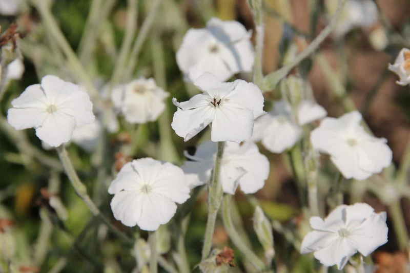 Lychnis coronaria 'Alba' (Vexiernelke)