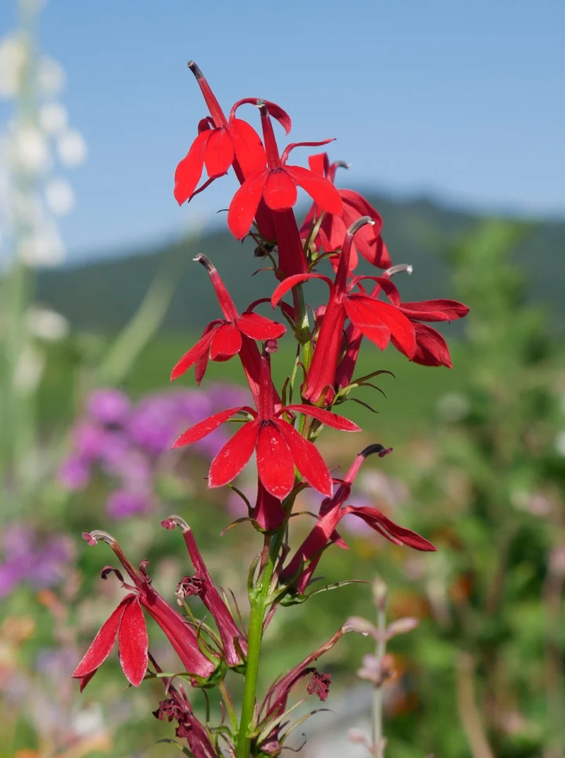 Lobelia cardinalis (Leuchtende Lobelie)