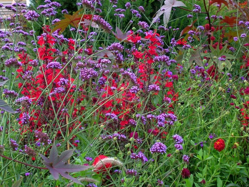 Lobelia cardinalis (Leuchtende Lobelie)