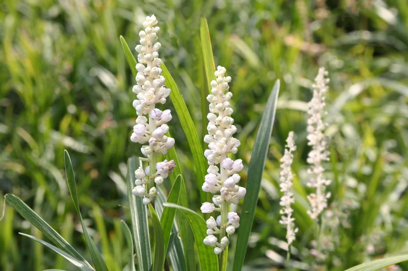 Liriope muscari 'Monroe White' (Weiße Lilientraube)