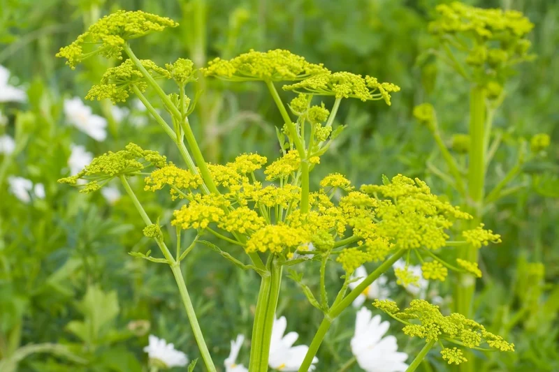 Levisticum officinale (Liebstöckel)