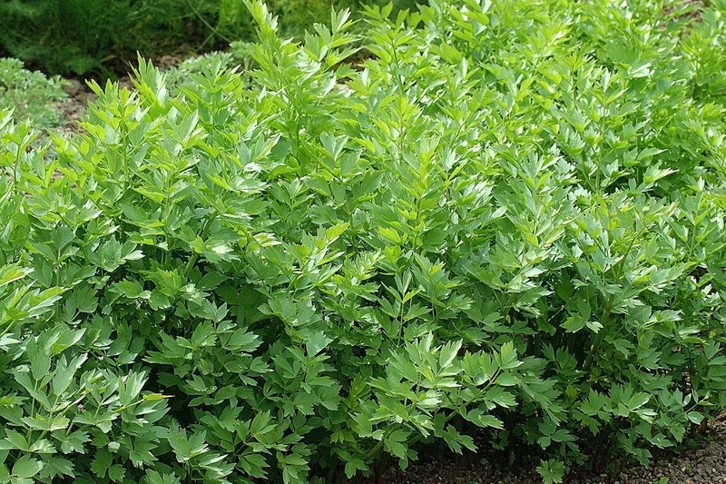 Levisticum officinale (Liebstöckel)