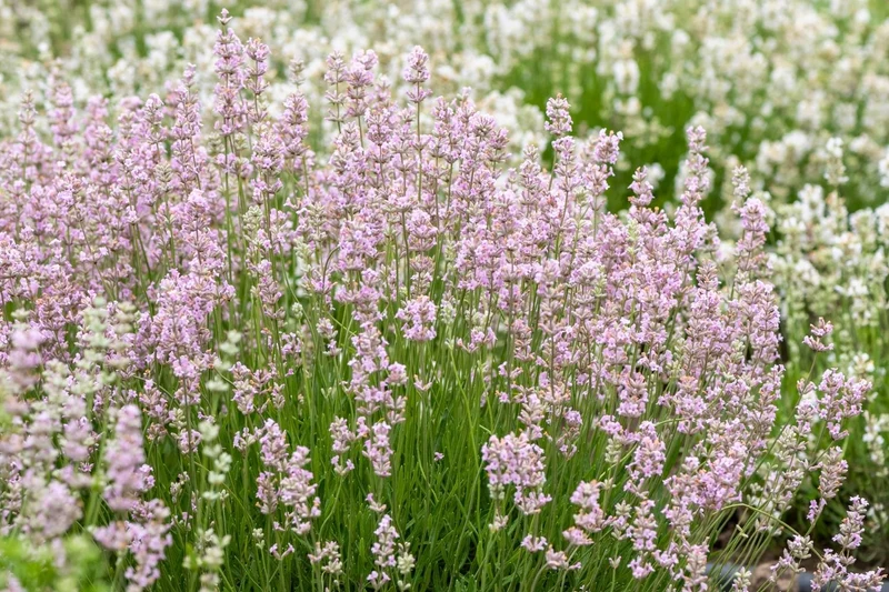 Lavandula angustifolia 'Rosea' (Rosablühender Lavendel)