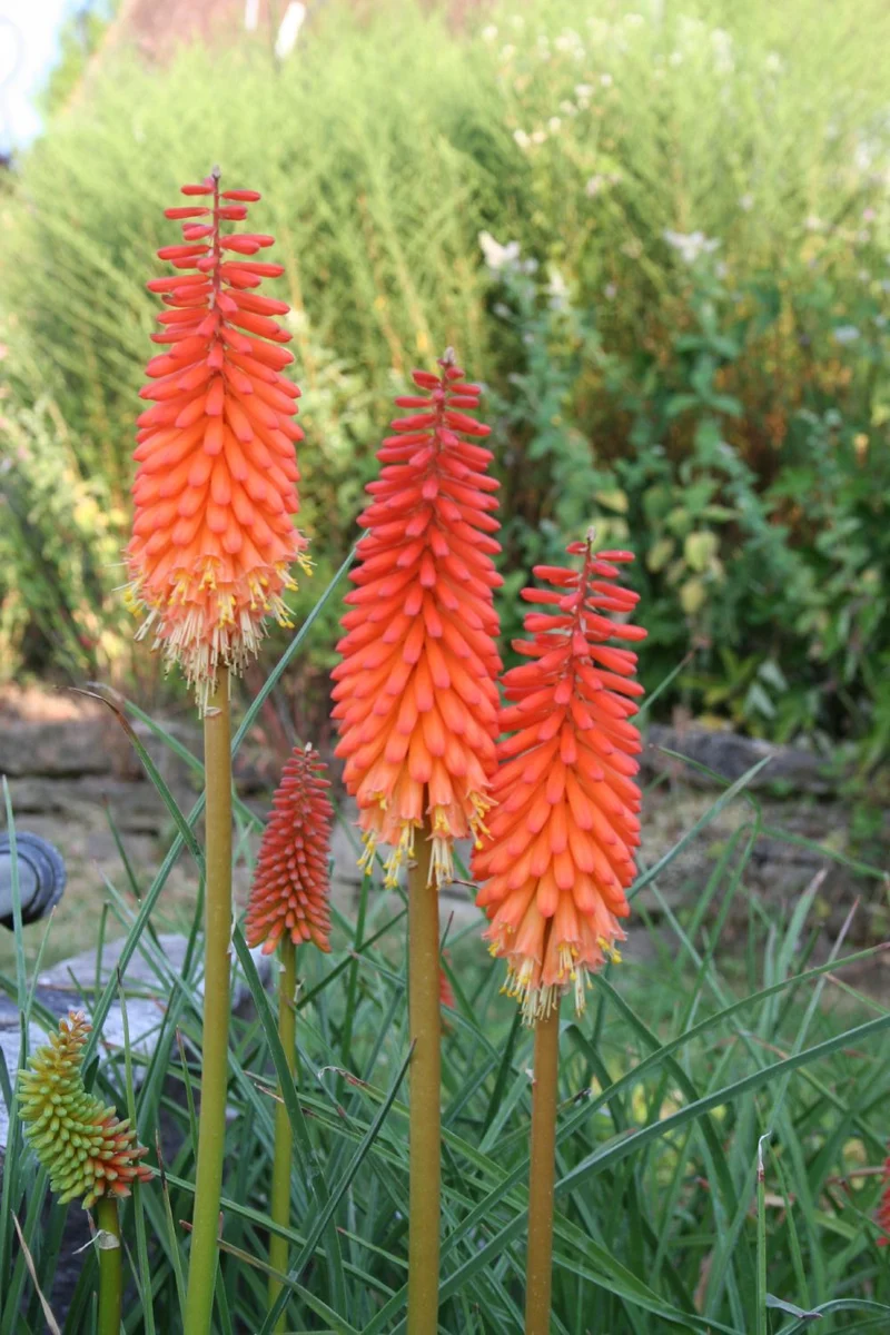 Kniphofia uvaria 'Alcazar' (Fackellilie)