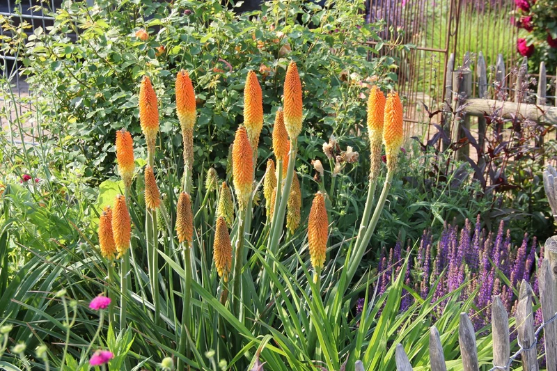 Kniphofia uvaria 'Alcazar' (Fackellilie)