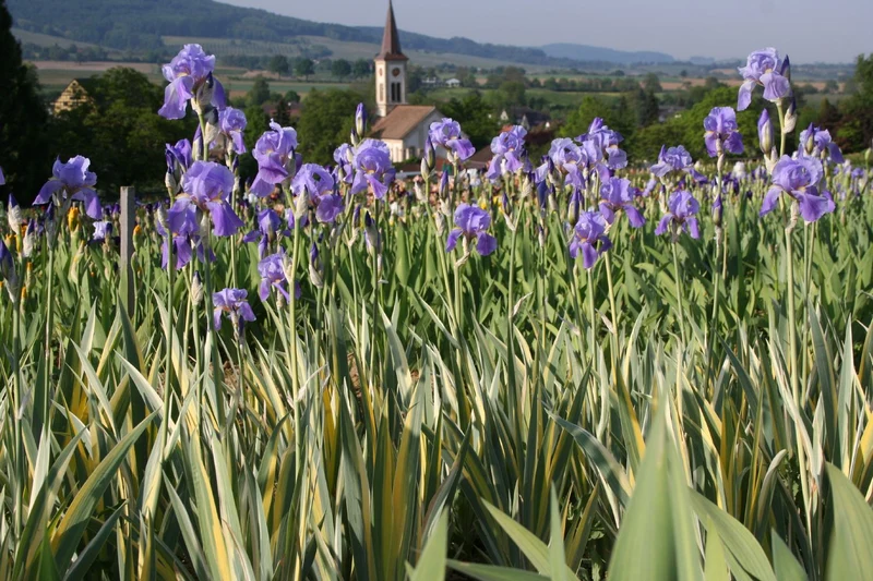 Iris pallida 'Aurea Variegata' (Schwertlilie)