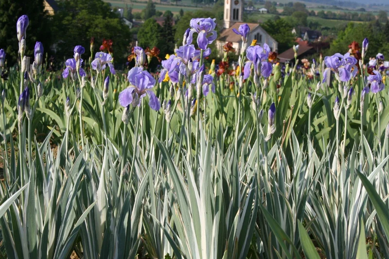 Iris pallida 'Argentea' (Schwertlilie)
