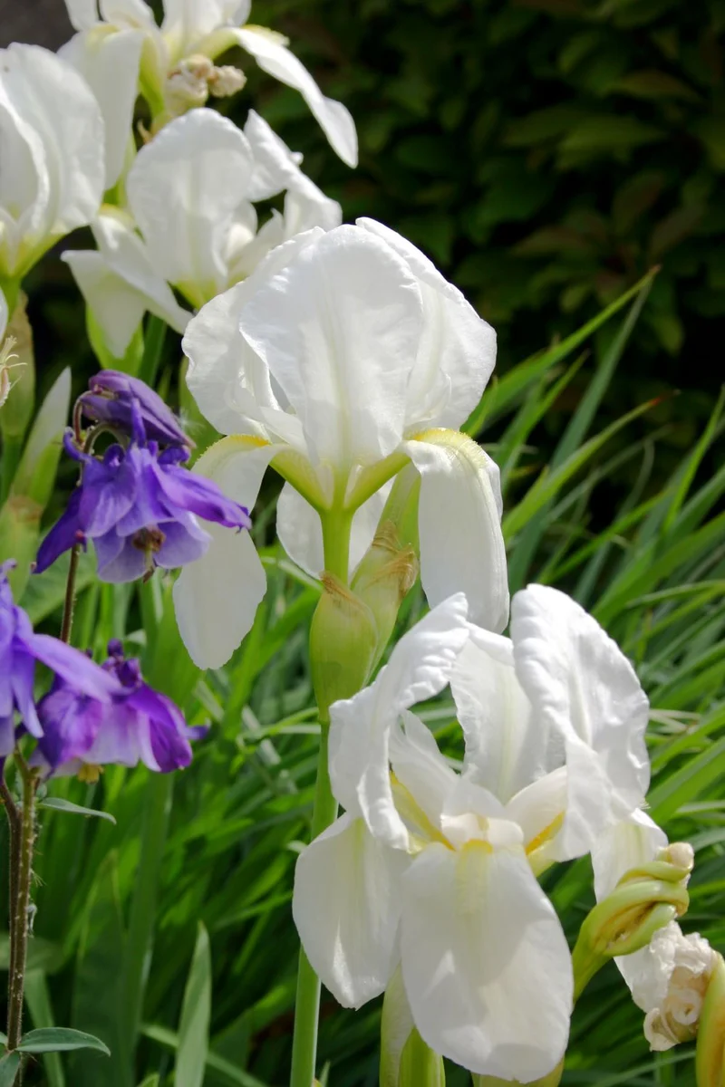 Iris albicans (Schwertlilie)