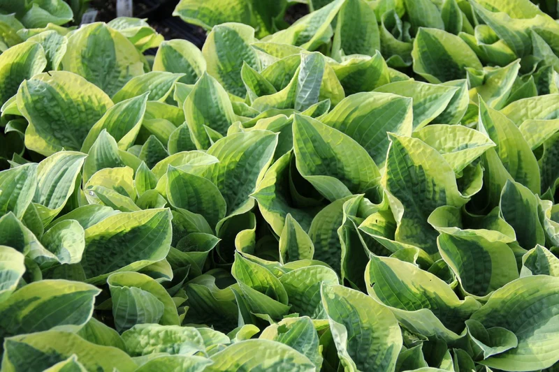 Hosta 'Wide Brim' (Blaue Gelbrandfunkie | Herzblattlilie)