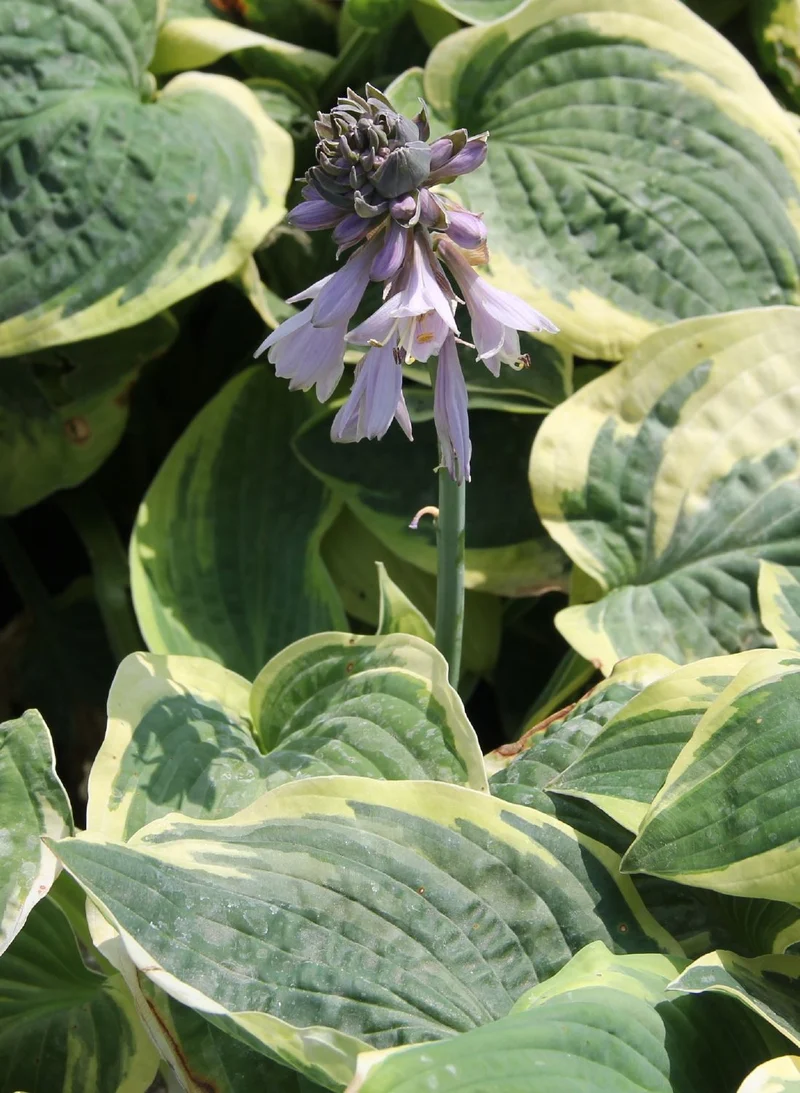 Hosta 'Wide Brim' (Blaue Gelbrandfunkie | Herzblattlilie)
