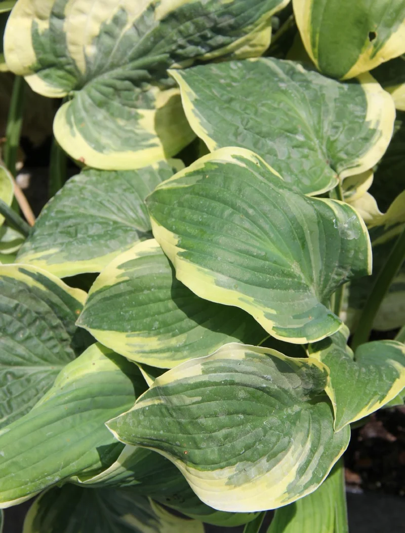 Hosta 'Wide Brim' (Blaue Gelbrandfunkie | Herzblattlilie)