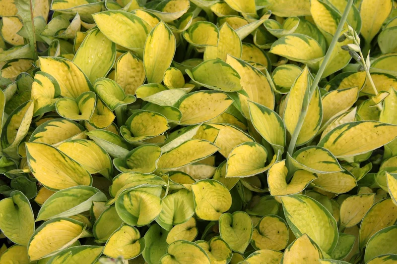 Hosta 'Rainforest Sunrise' (Funkie | Herzblattlilie)
