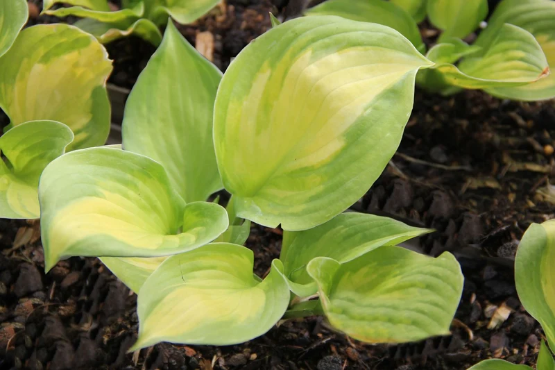 Hosta 'Lakeside Banana Bay' (Funkie | Herzblattlilie)