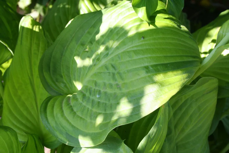 Hosta 'Guacamole' (Funkie | Herzblattlilie)