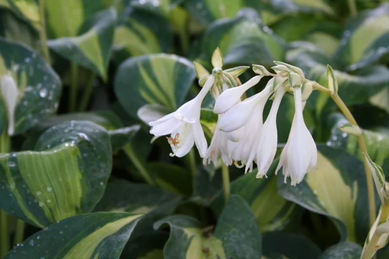 Hosta 'Great Expectations' (Funkie | Herzblattlilie)