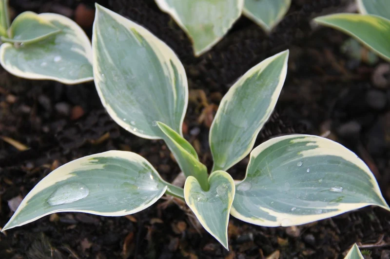 Hosta 'First Frost' (Funkie | Herzblattlilie)