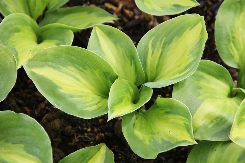 Hosta 'Enchiladas' (Funkie | Herzblattlilie)