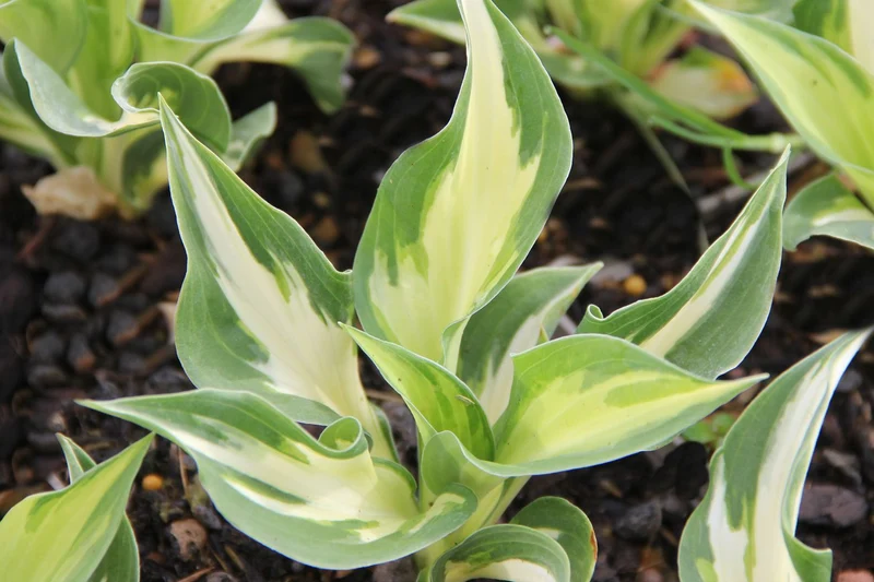 Hosta 'Christmas Island' (Funkie | Herzblattlilie)