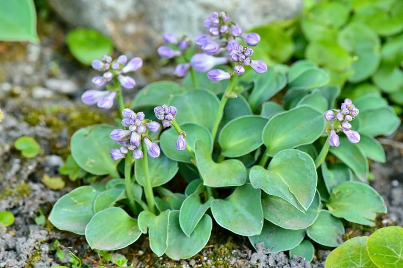 Hosta 'Blue Mouse Ears' (Funkie | Herzblattlilie)