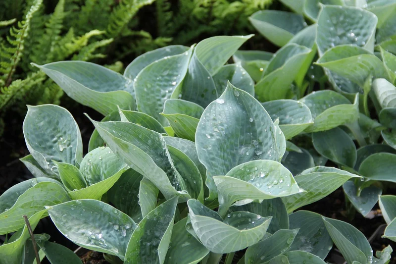 Hosta 'Big Daddy' (Funkie)