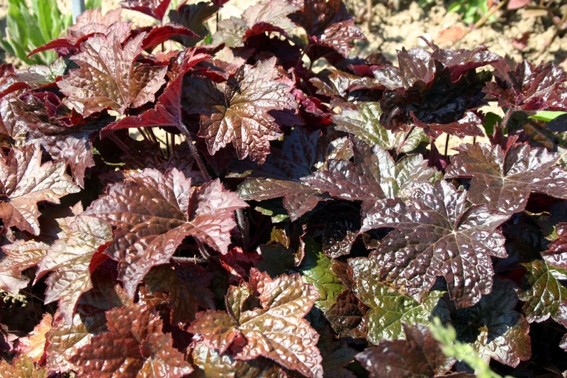 Heuchera 'Palace Purple' (Kleinblütiges Silberglöckchen)