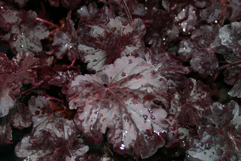 Heuchera 'Obsidian' (Purpurglöckchen)