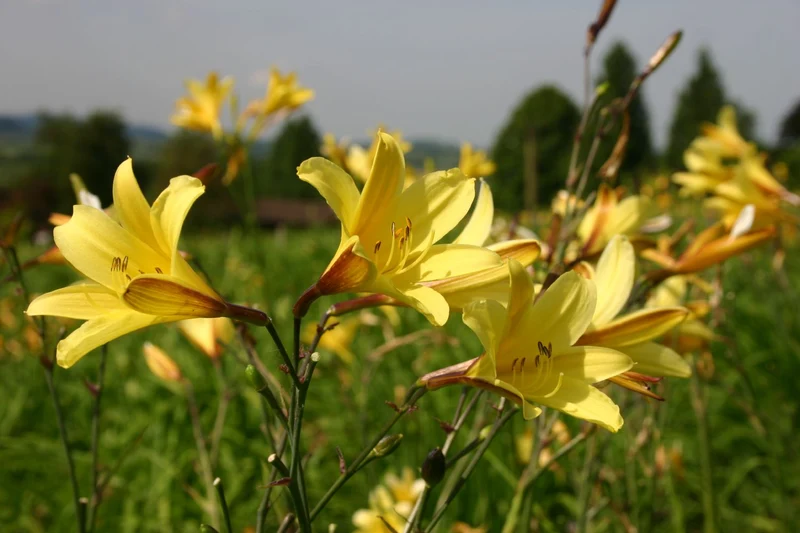 Hemerocallis minor (Kleine Taglilie)
