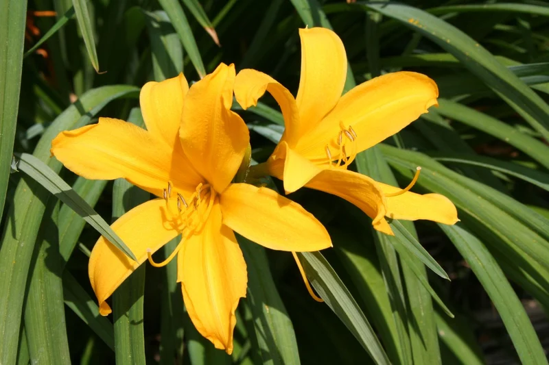 Hemerocallis dumortieri (Taglilie)