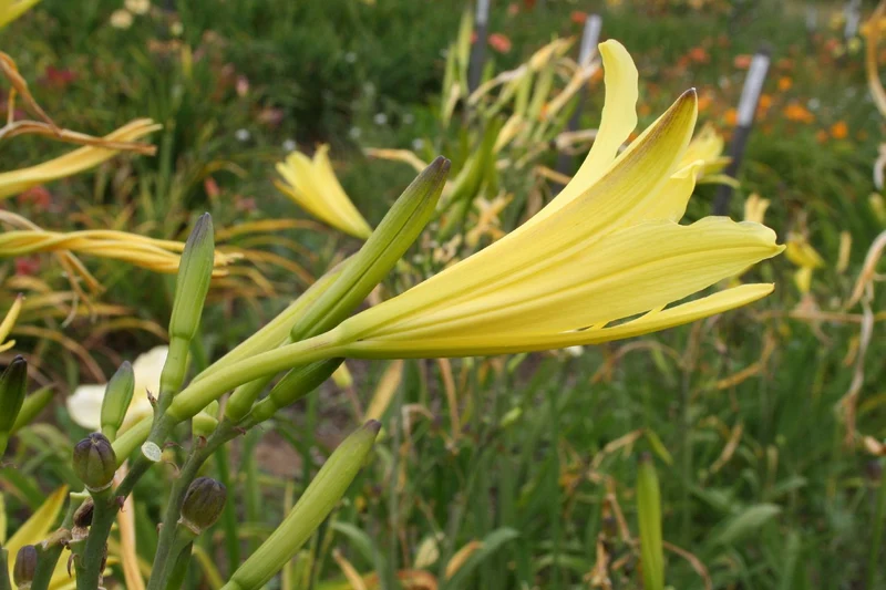 Hemerocallis citrina (Zitronengelbe Taglilie)