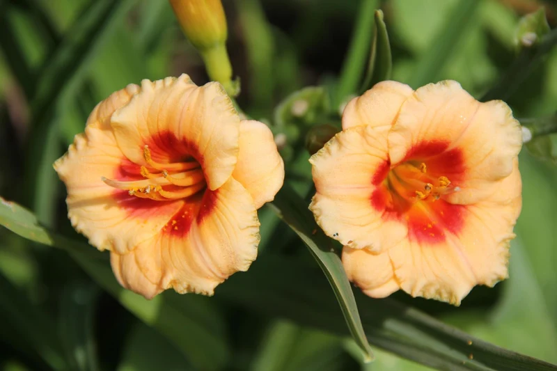 Hemerocallis 'You Angel You' (Miniaturblütige Taglilie)