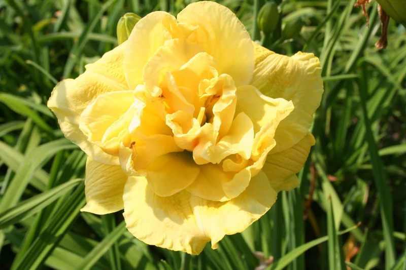 Hemerocallis 'Yellow Submarine' (Großblumige Taglilie)
