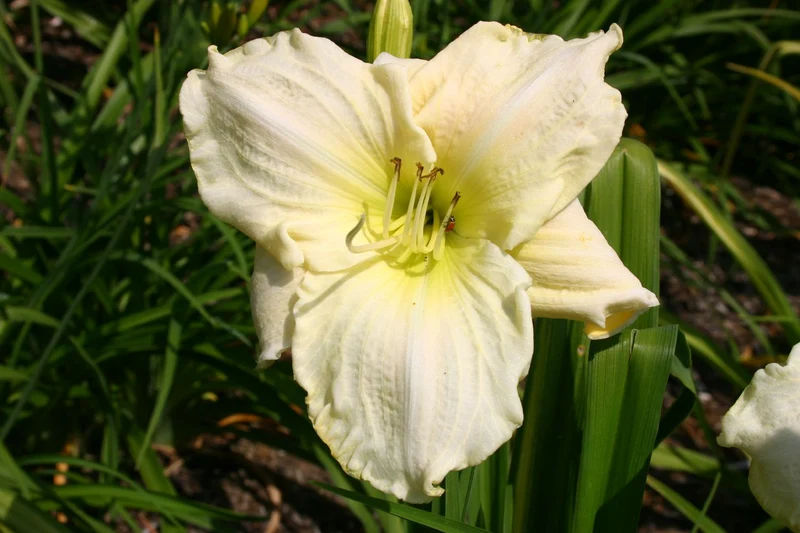 Hemerocallis 'White Temptation' (Großblumige Taglilie)