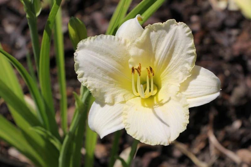 Hemerocallis 'White Lemonade' (kleinblumige Taglilie)