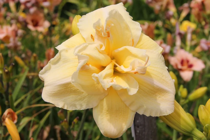 Hemerocallis 'Vanilla Fluff' (Großblumige Taglilie)