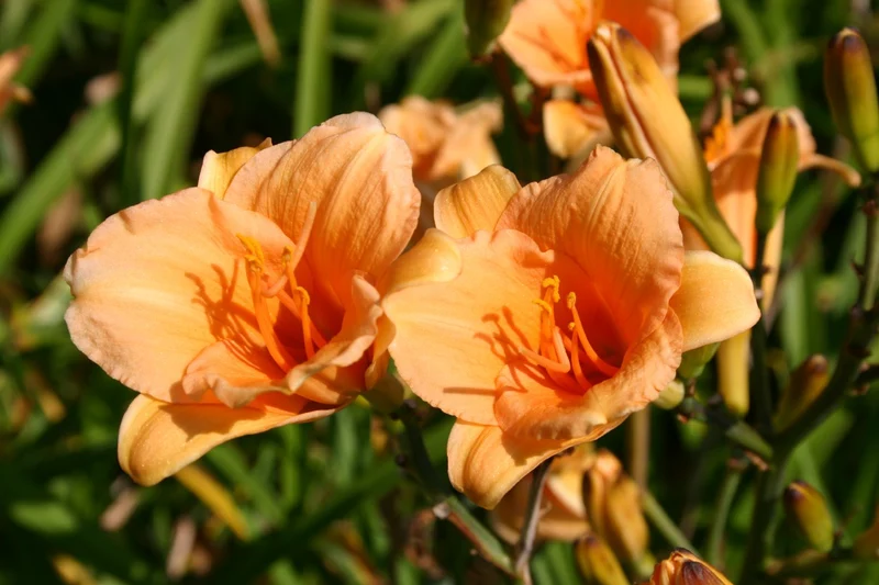 Hemerocallis 'Toyland' (Miniaturblütige Taglilie)