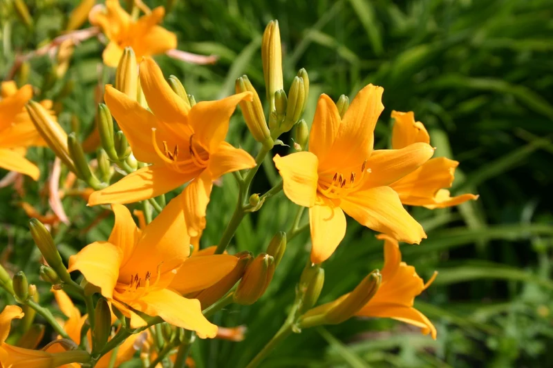 Hemerocallis 'Tinkerbell' (Miniaturblütige Taglilie)